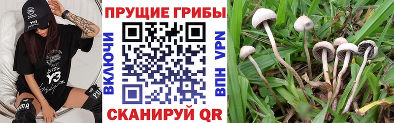 Псилоцибиновые грибы Cubensis  Буйнакск 
